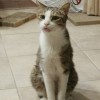 lindigheoooo