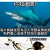 深海的鯊魚