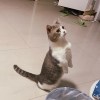 万能桃