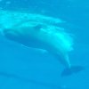 whale
