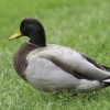 BigDuck