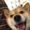 秀秀秀秀品品品劉劉