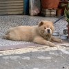 你好阿小笨狗