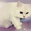 小恩