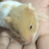 鼠鼠