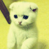 头像是一只猫