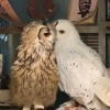 OWSL