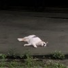 dlrkdu