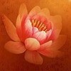 莲花