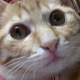 garfield0810