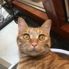 Gingerli