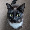 Goose The Cat