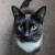 Goose The Cat