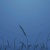 breeze