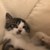 咪宝是帅哥猫