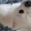 Hima