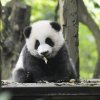 小智