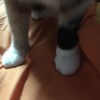 Hana