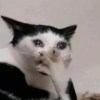 Hui