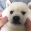 tiny_truth_7zk