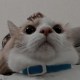 Kiko