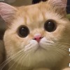 婷子