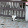 姜薑殭醬