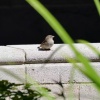 Perse