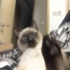 Jinjikiko