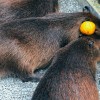Jam