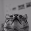 Jasmieee