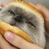 JayZhang