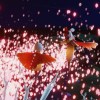 芝貓貓