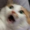 ʕ •ᴥ•ʔ