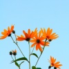 小honey