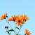 小honey