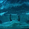 throbbing_water_zyd
