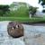 Watersheep