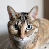 KIKI
