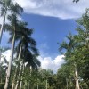 逃亡海边别墅
