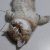 猫与星与你