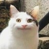 口啊啦