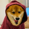 金蒼鰍