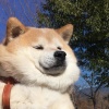 想要变成小狗