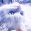 Lisha