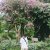 floral_bush_y3v