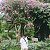 floral_bush_y3v