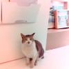 西西