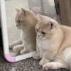 ｸｳｷ