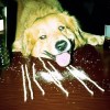 Dogg town
